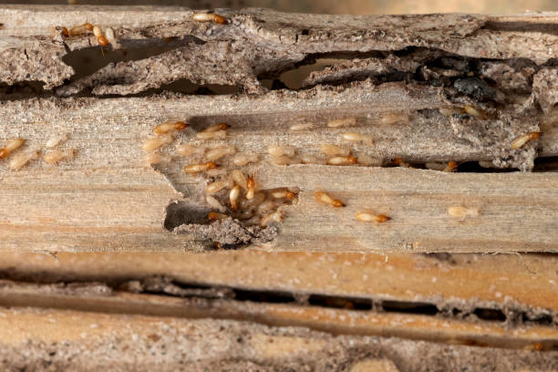 Best Best Pest Control Companies  in West Wyomissing, PA