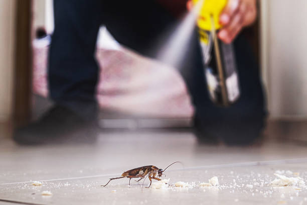 Best Termite Control Services  in West Wyomissing, PA