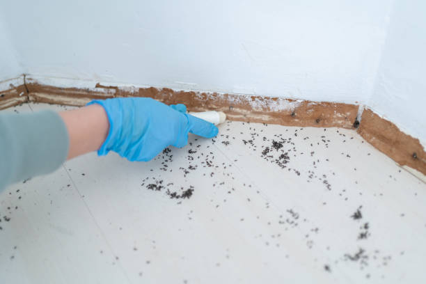 Best Wasp Removal Services  in West Wyomissing, PA
